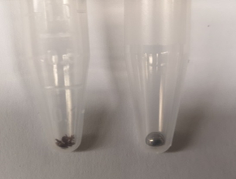Figure 6.1: Size of 10 Amblyomma americanum nymphs compared to a 3.2 mm diameter bead. Figure 6.1: Size of 10 Amblyomma americanum nymphs compared to a 3.2 mm diameter bead.