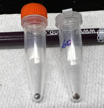 Figure 6.2: Size of 60 Amblyomma americanum larvae compared to a 3.2 mm diameter bead. Figure 6.2: Size of 60 Amblyomma americanum larvae compared to a 3.2 mm diameter bead.