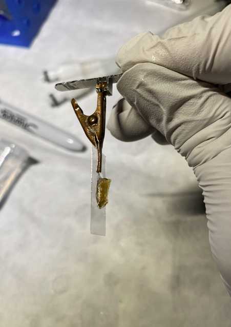 Fig. 7: Mounting Apparatus with Sample on Coverslip. The T-shaped mounting stub was glued to a copper electrical clip with fast drying epoxy. The clip may be used to pick up the glass coverslip with sample as shown. The sample was glued to the center of the coverslip as shown. Fig. 7: Mounting Apparatus with Sample on Coverslip. The T-shaped mounting stub was glued to a copper electrical clip with fast drying epoxy. The clip may be used to pick up the glass coverslip with sample as shown. The sample was glued to the center of the coverslip as shown.