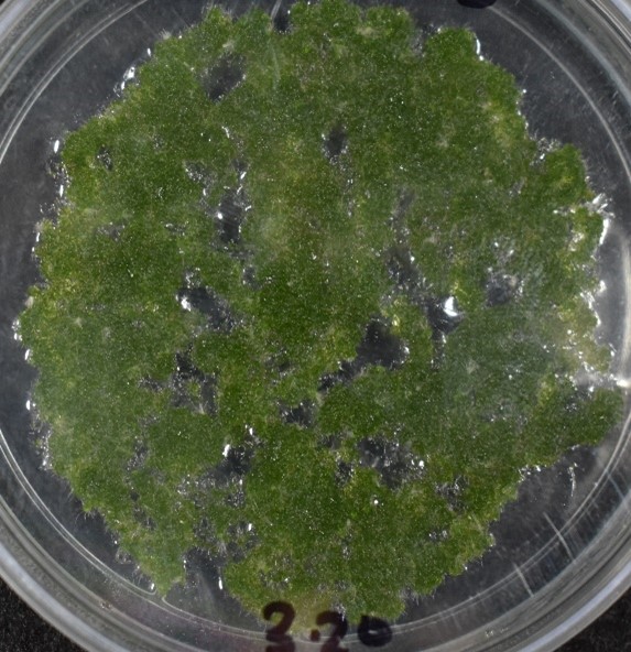 Figure 1. Healthy hornwort thallus suitable for transformation. This tissue has been grown for approximately four weeks. Figure 1. Healthy hornwort thallus suitable for transformation. This tissue has been grown for approximately four weeks.