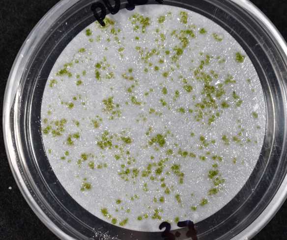 Figure 6. Example of homogenized hornwort tissue for selection of stable transformants. Figure 6. Example of homogenized hornwort tissue for selection of stable transformants.