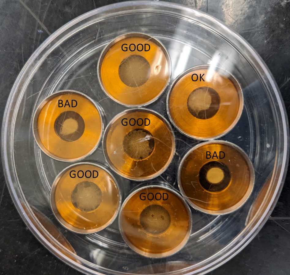 Figure 3. Macrocarriers with a range of gold spread. Gold spread evenly over the macrocarrier will have better transformation efficiency. Figure 3. Macrocarriers with a range of gold spread. Gold spread evenly over the macrocarrier will have better transformation efficiency.