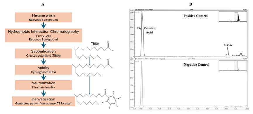 A. shows a flow chart depicting the steps taken in chemical processing of TBSA from urinary LAM to generate 2,3,4,5,6 pentafluorobenzyl tuberculostearic ester. B. shows a GC-MS chromatogram of LAM spiked urine (positive control) from a healthy volunteer compared to a blank urine (negative control). A. shows a flow chart depicting the steps taken in chemical processing of TBSA from urinary LAM to generate 2,3,4,5,6 pentafluorobenzyl tuberculostearic ester. B. shows a GC-MS chromatogram of LAM spiked urine (positive control) from a healthy volunteer compared to a blank urine (negative control).