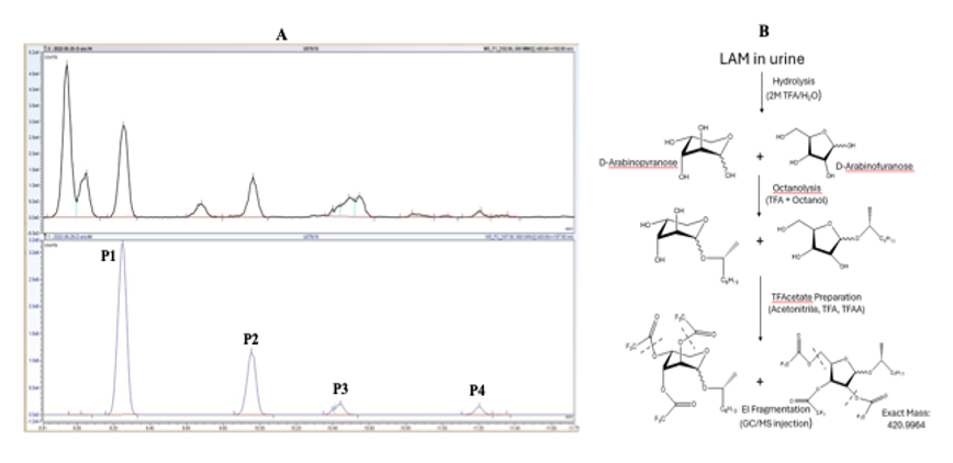 A. Shows an image of a GC-MS chromatogram with peak ratio for the four different stereoisomeric forms of 2,3,5-trifluoroacetyl-1-(R-2-octyl)-arabinosyl glycosides. D-(UL-13C5)-Arabinose (200ng, lower panel) is used as an internal standard (m/z 425.9)to compare to the diagnostic four peaks (P1,P2, P3 and P4) arising due to the formation of α/β anomers of the D-arabinopyranosyl and D-arabinofuranosyl ring conformations during derivatization. B. Schematic showing the different steps in D-arabinose derivatization from urinary LAM. A. Shows an image of a GC-MS chromatogram with peak ratio for the four different stereoisomeric forms of 2,3,5-trifluoroacetyl-1-(R-2-octyl)-arabinosyl glycosides. D-(UL-13C5)-Arabinose (200ng, lower panel) is used as an internal standard (m/z 425.9)to compare to the diagnostic four peaks (P1,P2, P3 and P4) arising due to the formation of α/β anomers of the D-arabinopyranosyl and D-arabinofuranosyl ring conformations during derivatization. B. Schematic showing the different steps in D-arabinose derivatization from urinary LAM.