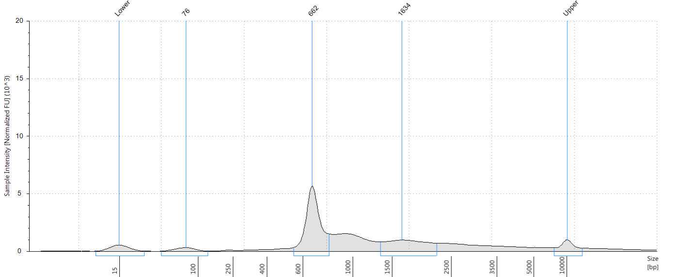 Tape station profile of moderately positive wastewater sample. 