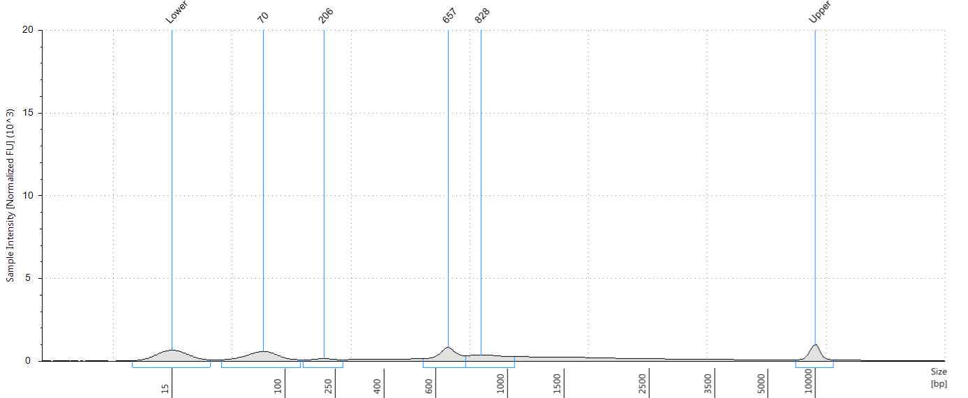 Tape station profile of a low positive wastewater sample