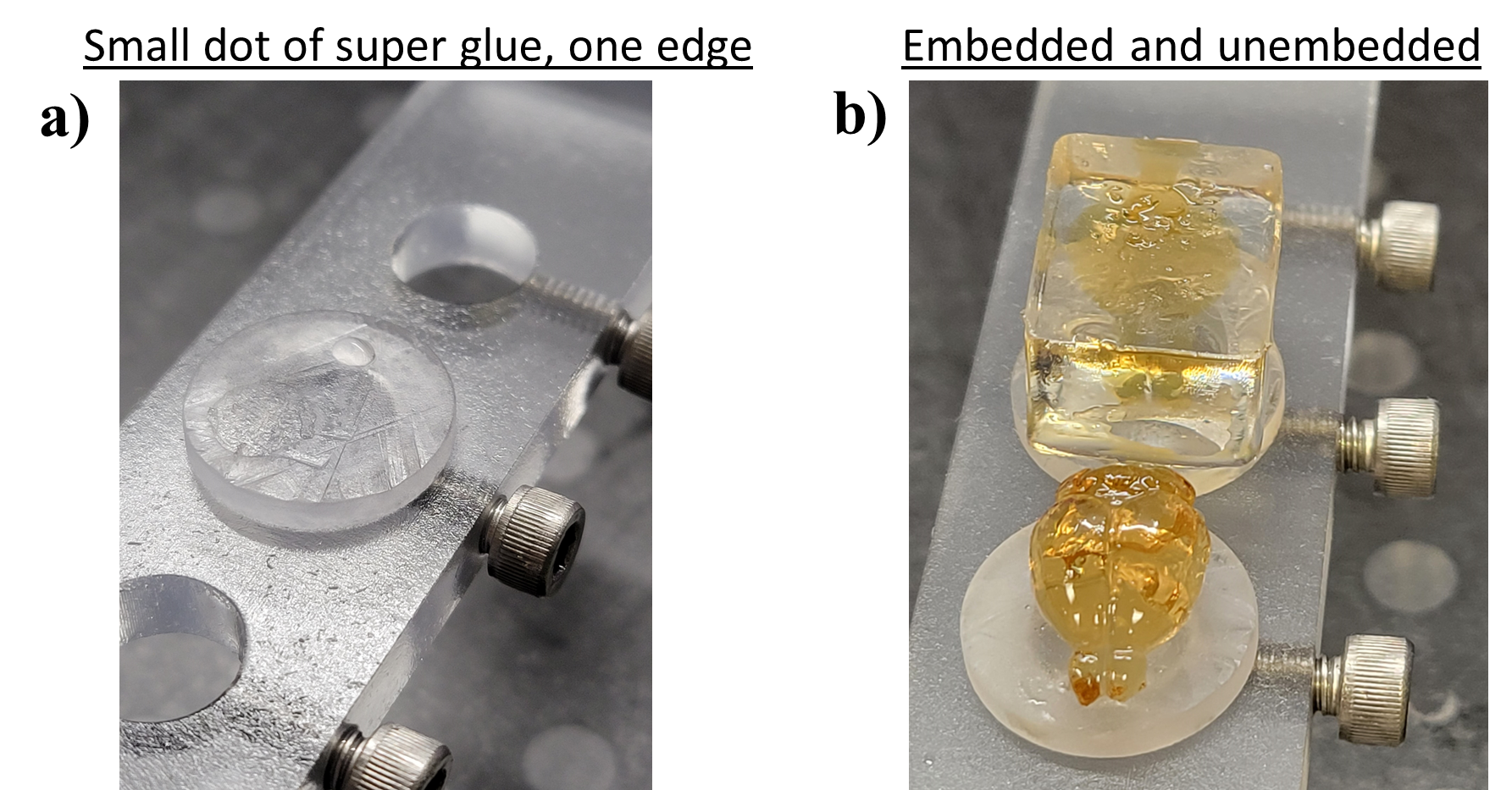 a) A small drop of super glue is shown on a round plastic chuck on the sample arm. A screw is holding the chuck in place in the sample arm. b) Two brains, embedded and unembedded, glued down onto a small round chuck on a sample arm (LifeCanvas provides sample mounting arms and chucks with the SmartSPIM). a) A small drop of super glue is shown on a round plastic chuck on the sample arm. A screw is holding the chuck in place in the sample arm. b) Two brains, embedded and unembedded, glued down onto a small round chuck on a sample arm (LifeCanvas provides sample mounting arms and chucks with the SmartSPIM).