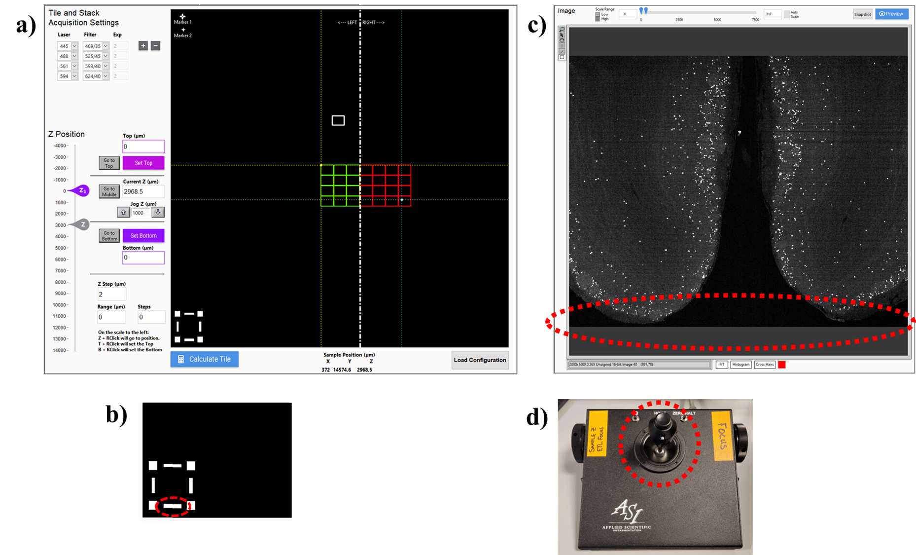 a) Software interface for setting the bottom(xy) edge of the brain. b) To set the position, click on the bottom edge of the white box in the lower left corner of the “Tile and Stack Acquisition Settings panel (circled in red). c) Bottom(xy) edge of the brain aligned to the bottom edge of the FOV. d) Move in the xy-plane using the joystick. a) Software interface for setting the bottom(xy) edge of the brain. b) To set the position, click on the bottom edge of the white box in the lower left corner of the “Tile and Stack Acquisition Settings panel (circled in red). c) Bottom(xy) edge of the brain aligned to the bottom edge of the FOV. d) Move in the xy-plane using the joystick.