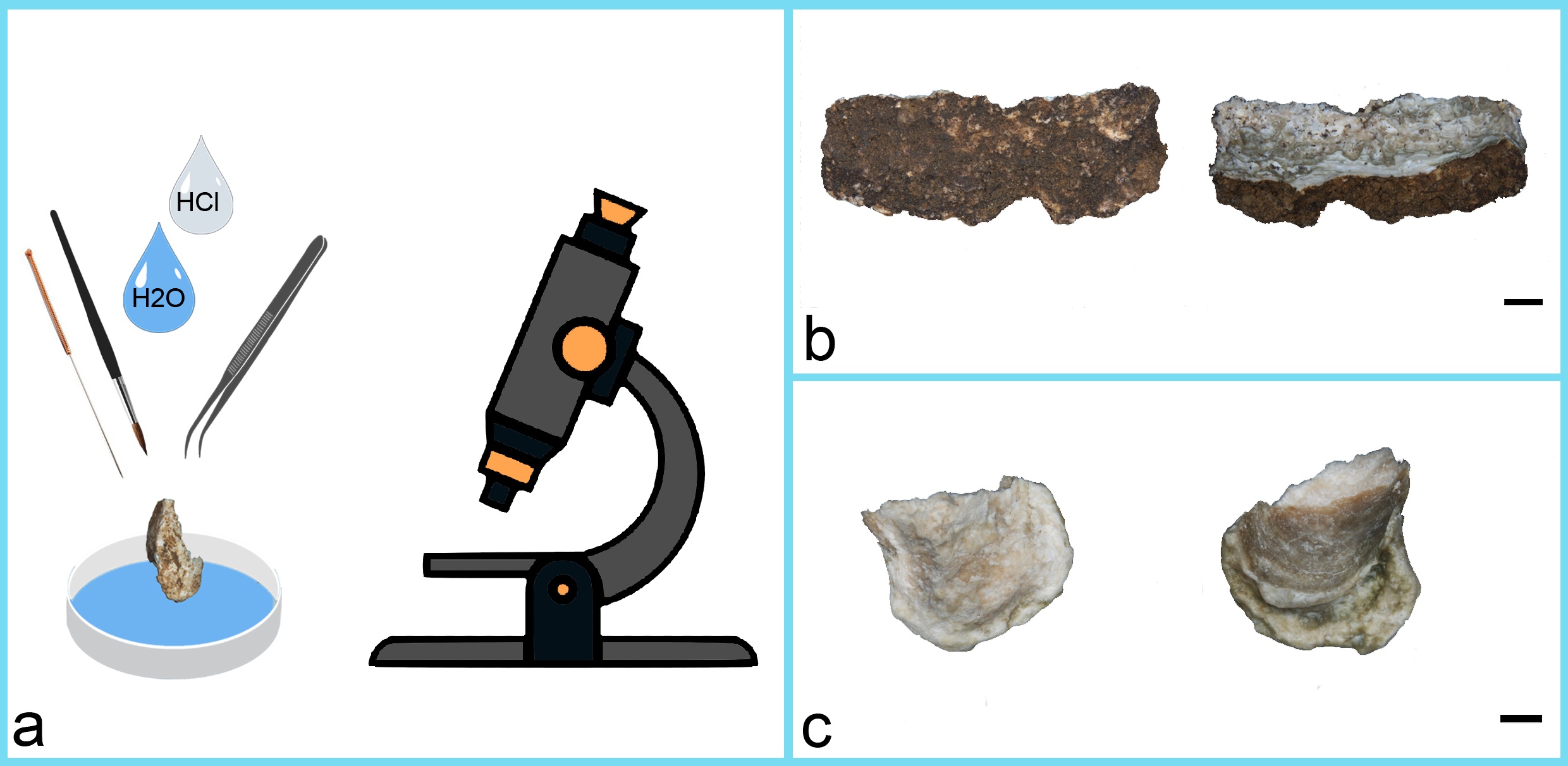 a) Decontamination sub-step 5.2; b) An example of a 'dirty' DC sample. On the right side, you can observe the internal surface attached to the tooth (white colour) and the side covered by the dirty layer of soil; c) An example of a 'clean' DC sample. On the right, you can notice a change in the DC colour. a) Decontamination sub-step 5.2; b) An example of a 'dirty' DC sample. On the right side, you can observe the internal surface attached to the tooth (white colour) and the side covered by the dirty layer of soil; c) An example of a 'clean' DC sample. On the right, you can notice a change in the DC colour.