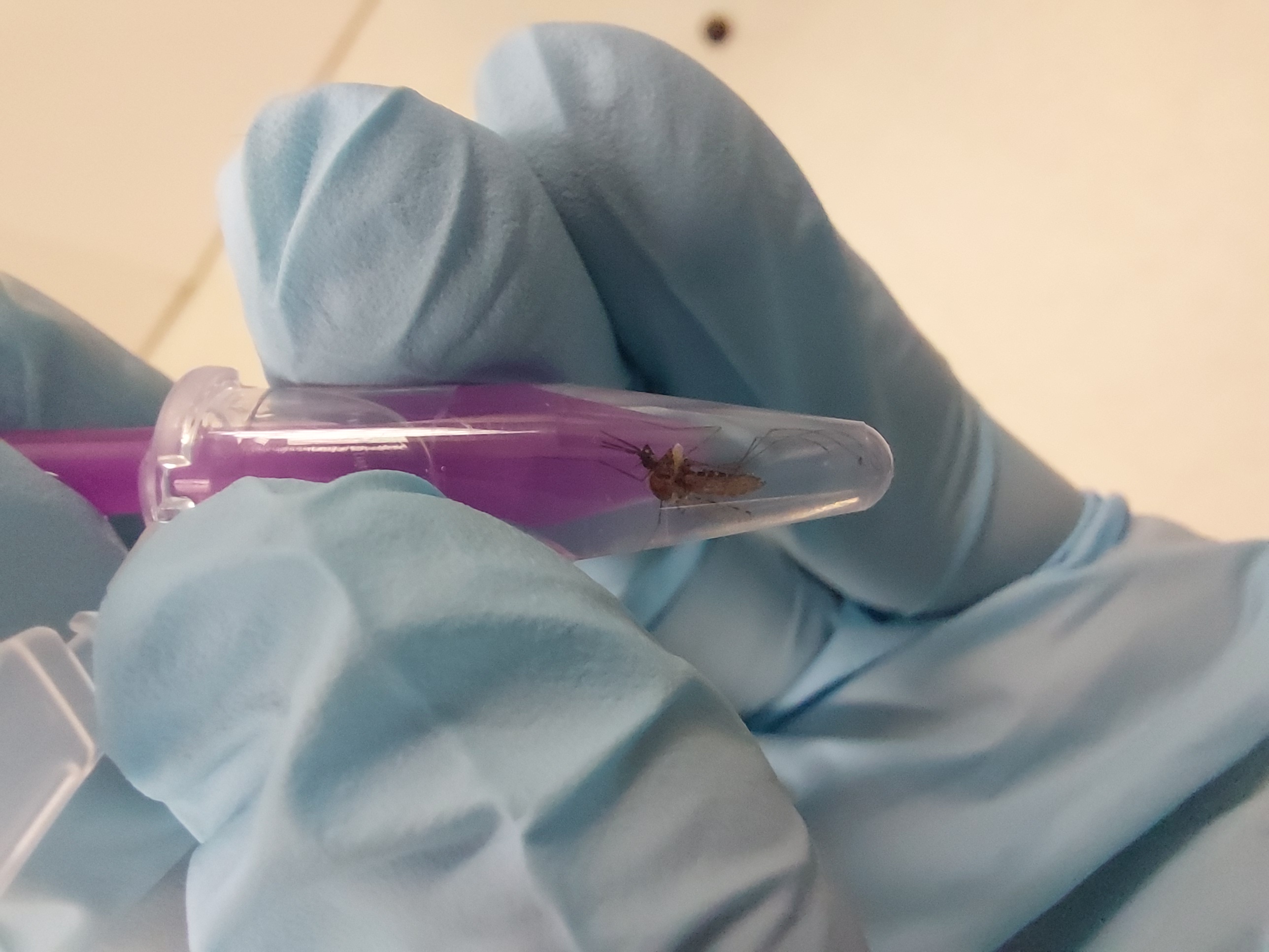 Insert the pestle into the tube and position the tip of it next to the mosquito Insert the pestle into the tube and position the tip of it next to the mosquito