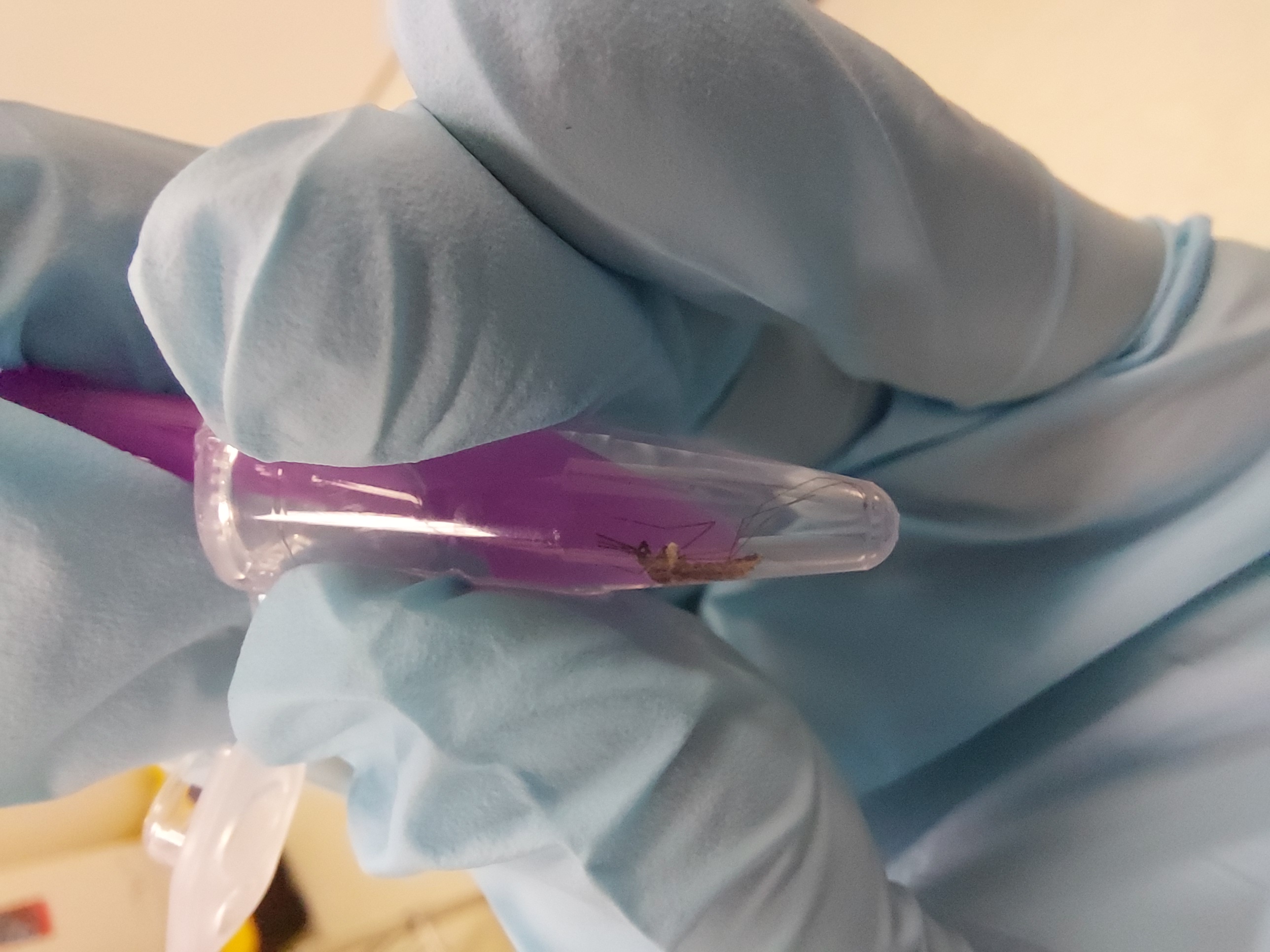 With the tip of the pestle press the mosquito against the wall of the tube until you can feel the cuticle crack under pressure With the tip of the pestle press the mosquito against the wall of the tube until you can feel the cuticle crack under pressure