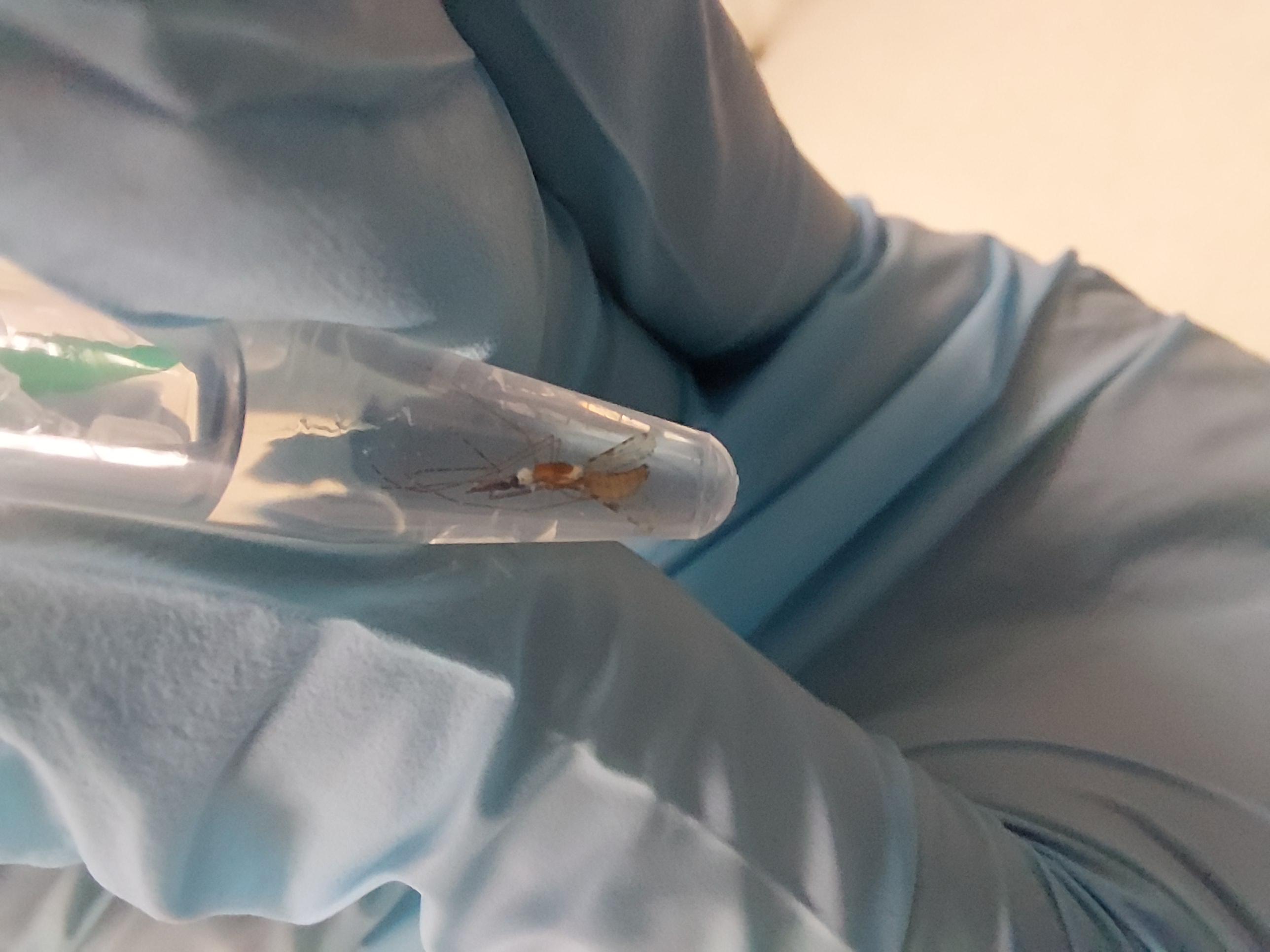 The mosquito appears flattened but is still in once piece and can be easily removed from the liquid preservative. Try to minimize the tissue leaking into the fluid as these cells will not be easily recovered. The mosquito appears flattened but is still in once piece and can be easily removed from the liquid preservative. Try to minimize the tissue leaking into the fluid as these cells will not be easily recovered.
