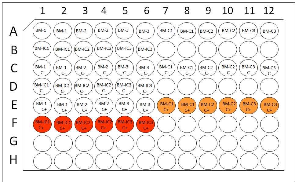 Expected results for XTT assay. Viable cells transform the yellow XTT to formazan (orange). The signal intensity depends both on the number of viable cells and the cellular metabolic activity. BM-C: BM-citrate, BM-IC: BM-citrate-Impranil, C-: negative control, C+: positive control. The numbers indicate biological replicates each one performed in duplicate (technical replicates). Expected results for XTT assay. Viable cells transform the yellow XTT to formazan (orange). The signal intensity depends both on the number of viable cells and the cellular metabolic activity. BM-C: BM-citrate, BM-IC: BM-citrate-Impranil, C-: negative control, C+: positive control. The numbers indicate biological replicates each one performed in duplicate (technical replicates).