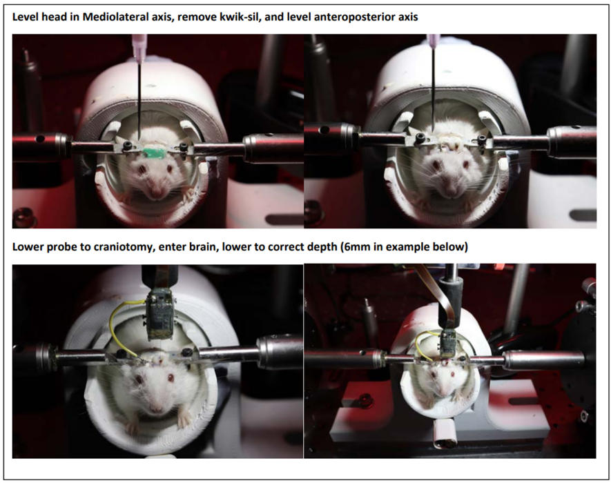 Flattening the head and inserting probe during awake headfixation (two-step implantation) Flattening the head and inserting probe during awake headfixation (two-step implantation)