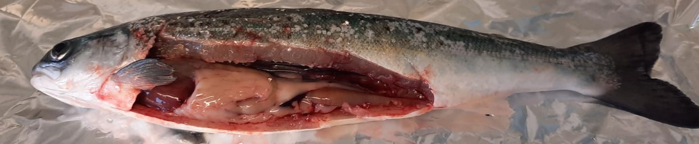 Dissected Atlantic salmon. Dissected Atlantic salmon.