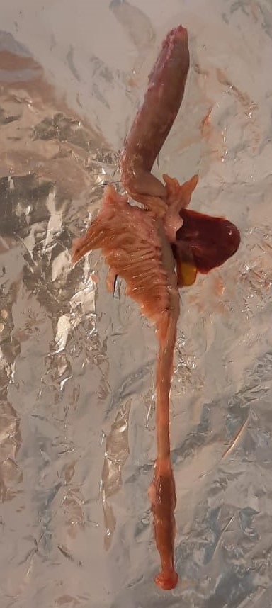 Gastrointestinal tract of Atlantic salmon. Gastrointestinal tract of Atlantic salmon.