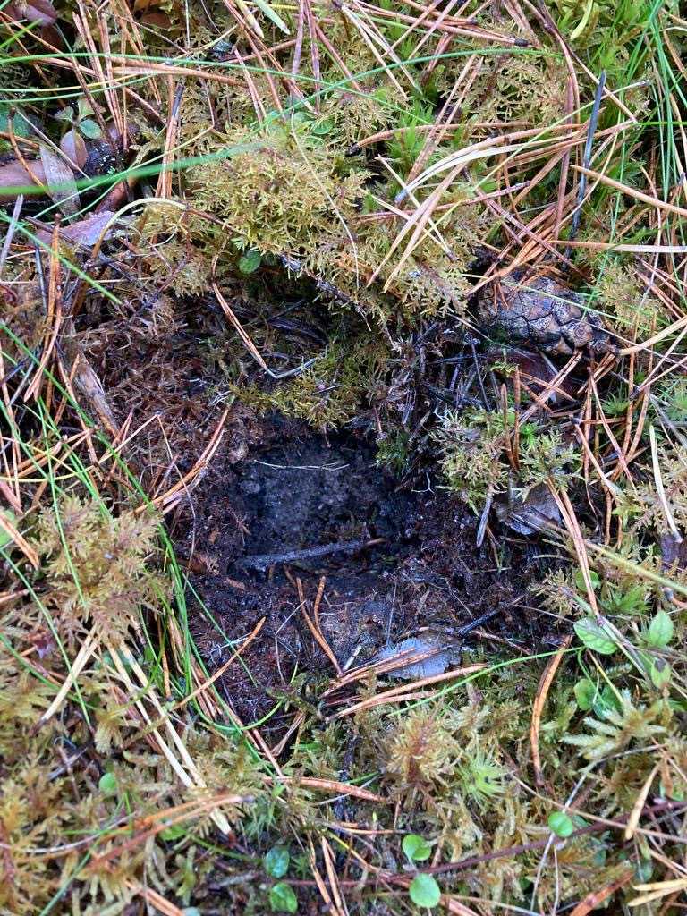 Remove the plant layer (and all green matter) from the area you are sampling. Remove the plant layer (and all green matter) from the area you are sampling.