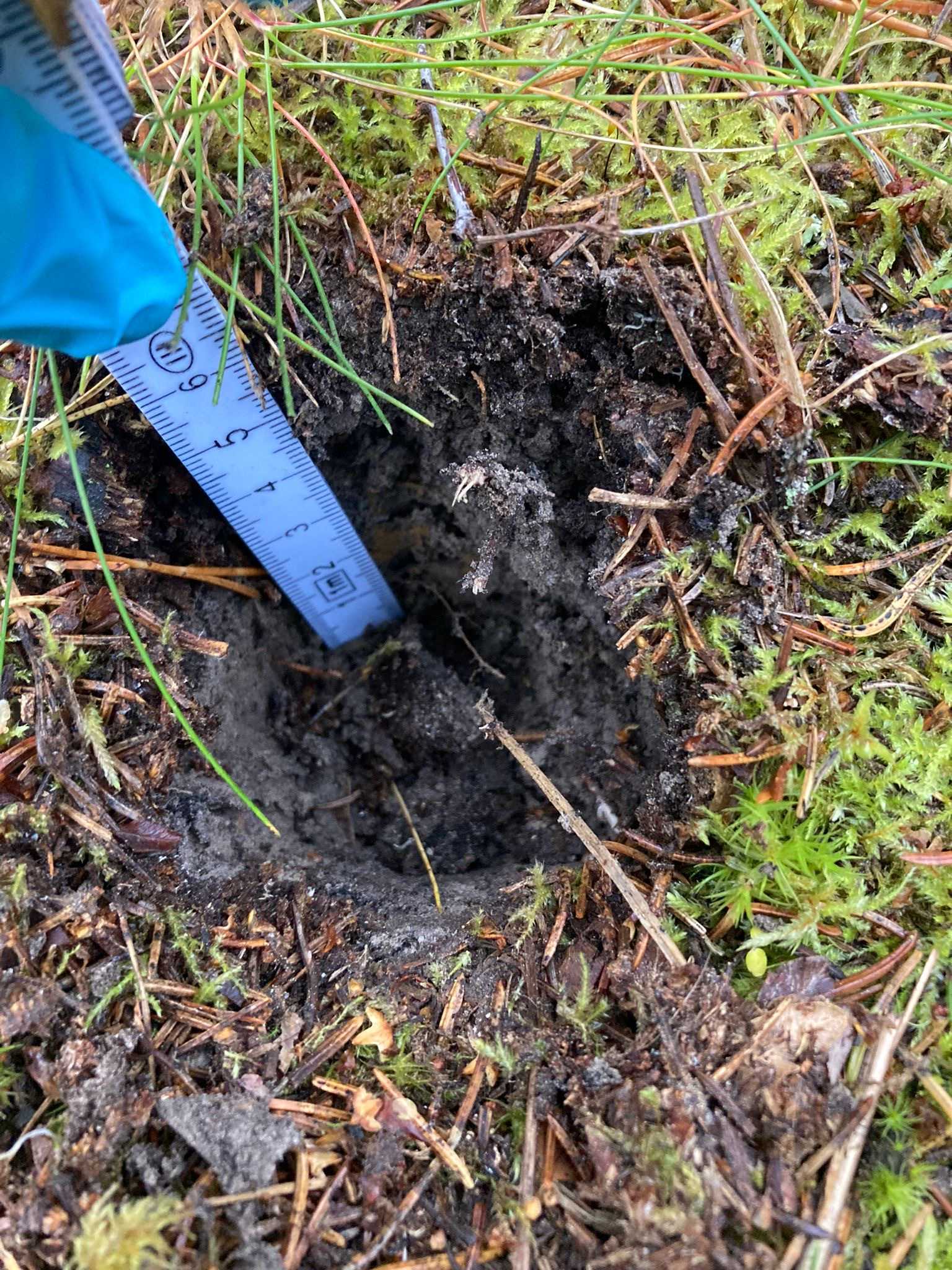One replicate of soil is 5 cm in diameter and 5 cm in depth. One replicate of soil is 5 cm in diameter and 5 cm in depth.