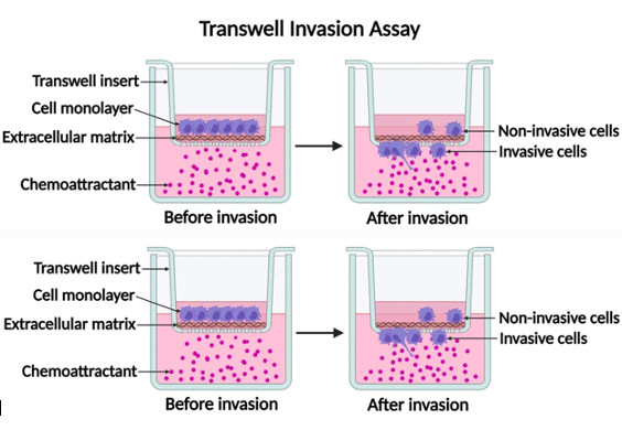 Figure 2: Transwell Assay Principle Figure 2: Transwell Assay Principle