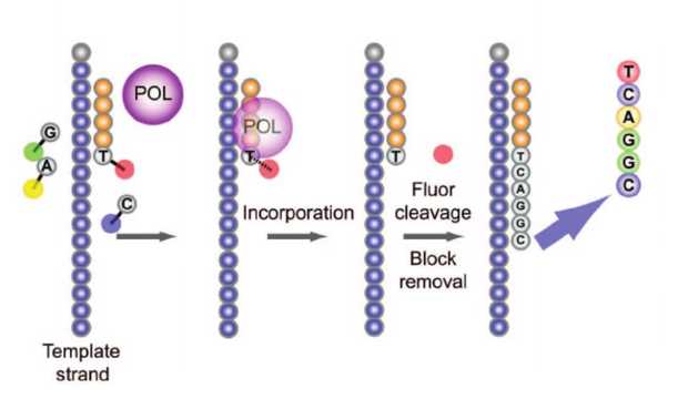 Figure 5: Sequencing by reversible dye terminators. Figure 5: Sequencing by reversible dye terminators.