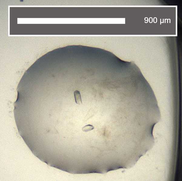 An example of a drop containing D68 3C protease crystals. An example of a drop containing D68 3C protease crystals.