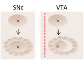 Schematic for outlining the craniotomies for injections Schematic for outlining the craniotomies for injections