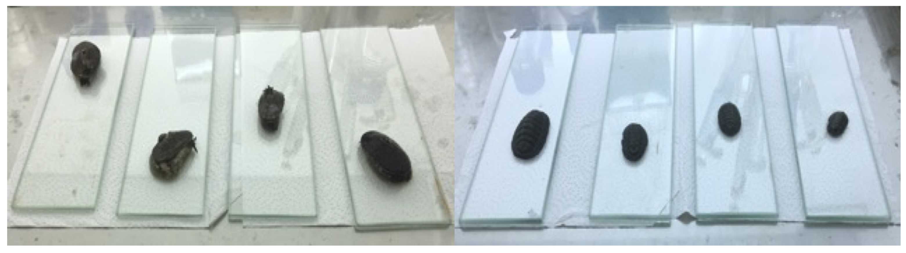 Fig 1. Sterile glass slide used for pedal mucus collection. Fig 1. Sterile glass slide used for pedal mucus collection.