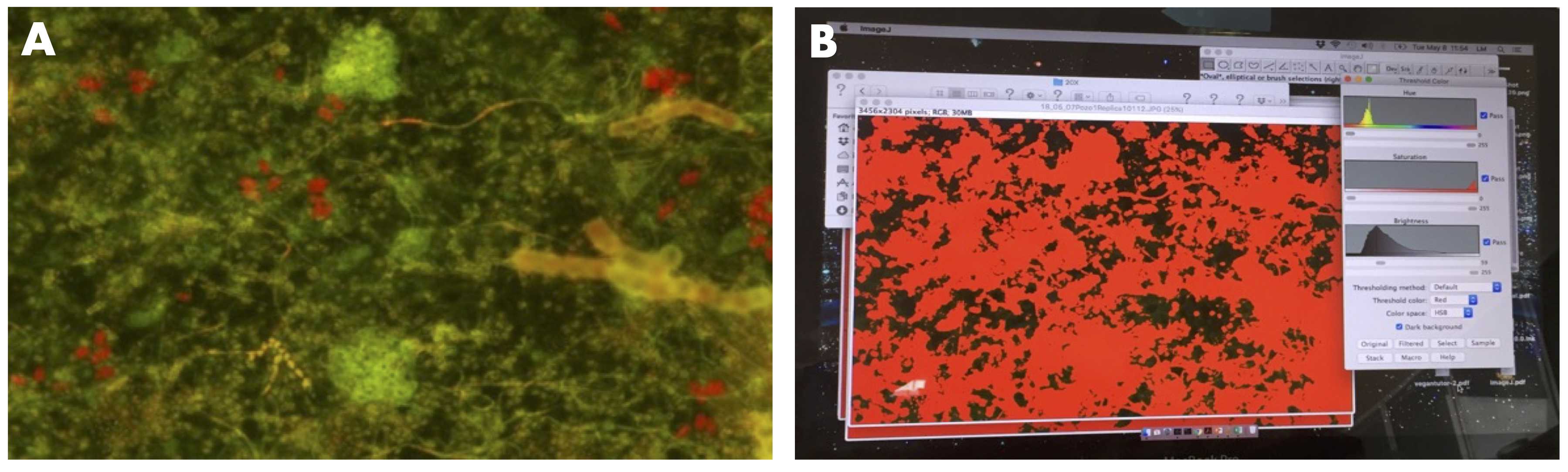 Fig 2. The cover measurement of photosynthetic epilithic biofilm. A. Photograph of biofilms stained with 0.01% acridine orange. B. The same photograph was analyzed with the workflow of Image J. Fig 2. The cover measurement of photosynthetic epilithic biofilm. A. Photograph of biofilms stained with 0.01% acridine orange. B. The same photograph was analyzed with the workflow of Image J.