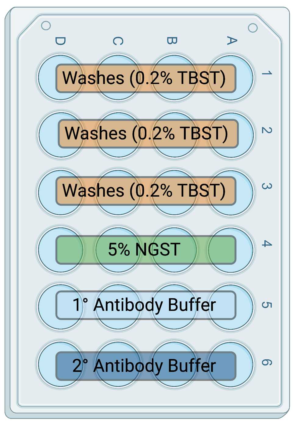 Figure 1: Example 24 well plate for immunohistochemical (IHC) staining of free-floating mouse brain sections. Typically, one column (A-D) is used for brain sections from a single sample and the wash buffer is vacuumed off and replaced with fresh buffer when necessary. Figure 1: Example 24 well plate for immunohistochemical (IHC) staining of free-floating mouse brain sections. Typically, one column (A-D) is used for brain sections from a single sample and the wash buffer is vacuumed off and replaced with fresh buffer when necessary.