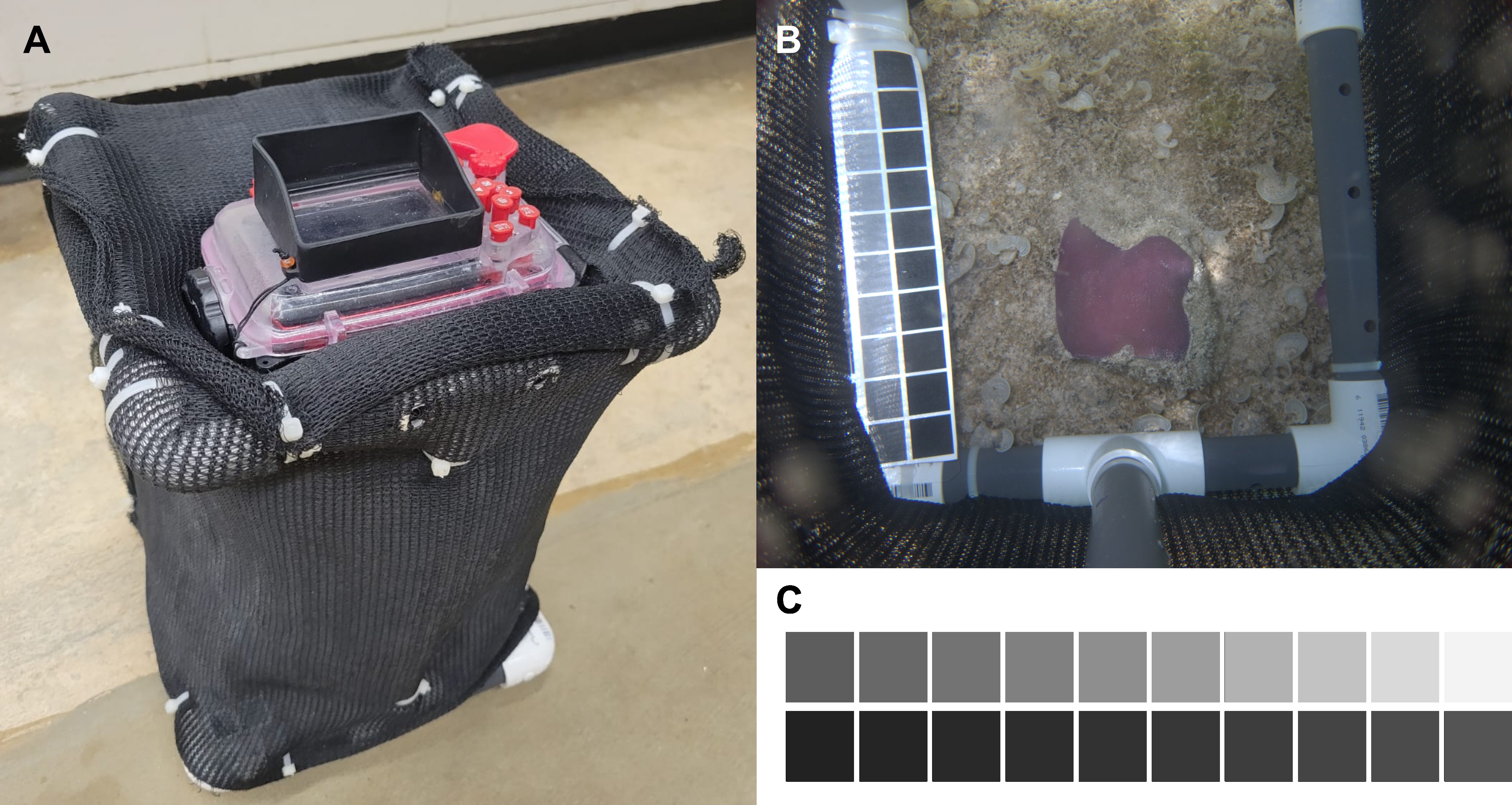Figure 1: A) Example camera mount for Olympus Tough TG-6. B) Example photograph with Kodak grayscale in view. C) Kodak grayscale used for presented protocol. Figure 1: A) Example camera mount for Olympus Tough TG-6. B) Example photograph with Kodak grayscale in view. C) Kodak grayscale used for presented protocol.
