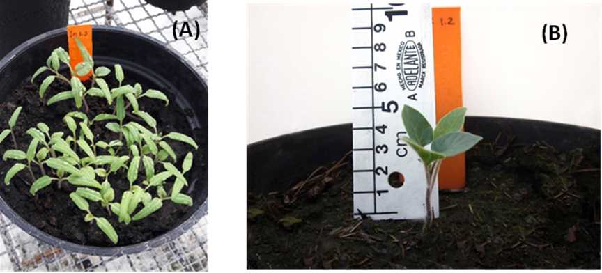 Figure 1. A) Germination and B) seedling transplant of Datura sp. Figure 1. A) Germination and B) seedling transplant of Datura sp.
