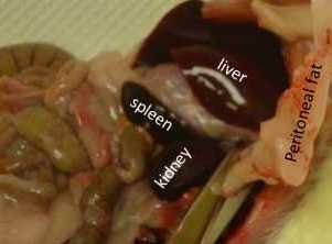 Gross dissection Gross dissection