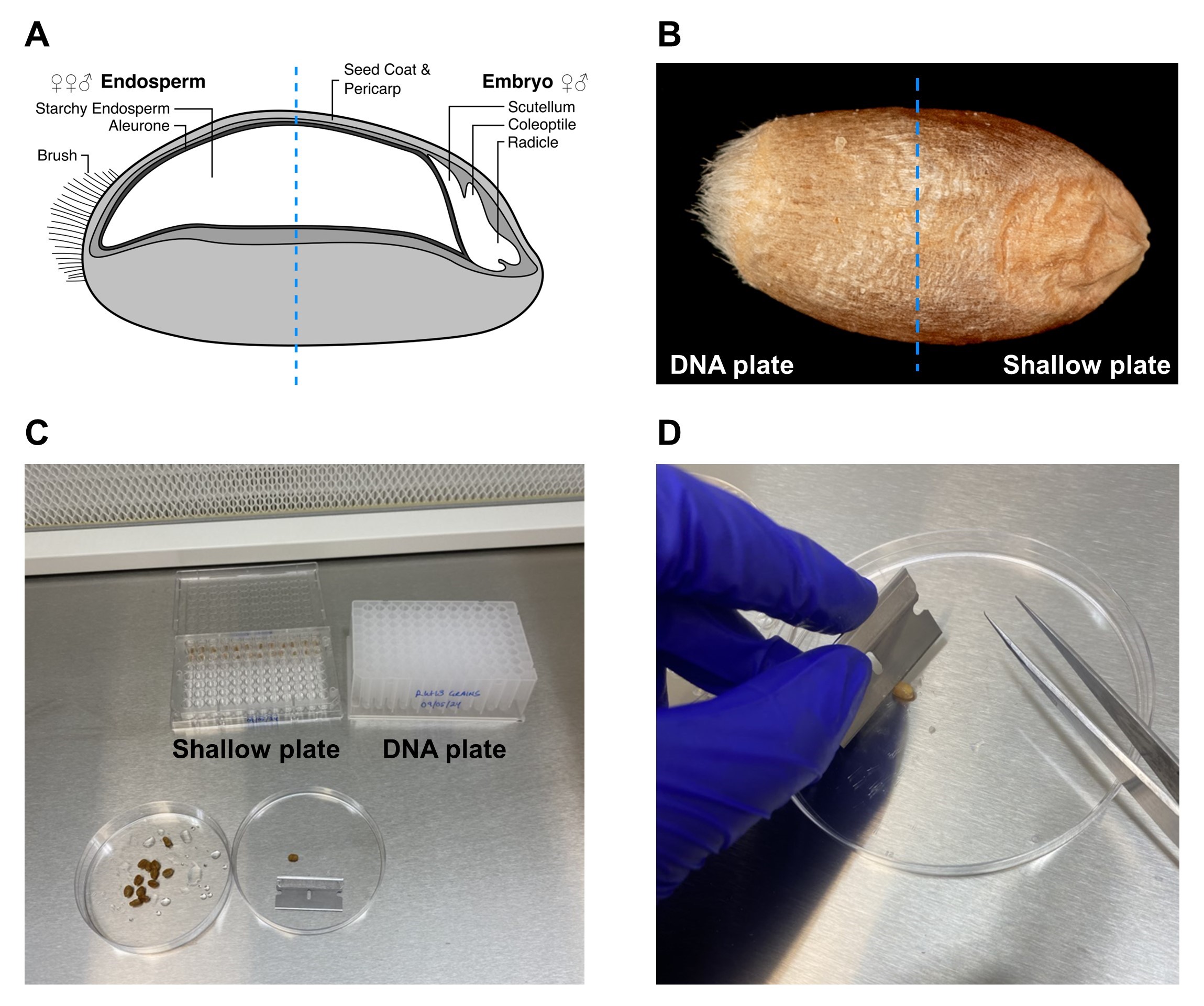 Figure 1: Grain dissection.A. Cross-section of wheat grain, showing the position of the cut (blue dotted line).B. Top view of wheat grain, showing the position of the cut (blue dotted line) and in which plate to place each half.C. Set up when working in the flow hood.D. Dissection of a wheat grain. Figure 1: Grain dissection.A. Cross-section of wheat grain, showing the position of the cut (blue dotted line).B. Top view of wheat grain, showing the position of the cut (blue dotted line) and in which plate to place each half.C. Set up when working in the flow hood.D. Dissection of a wheat grain.