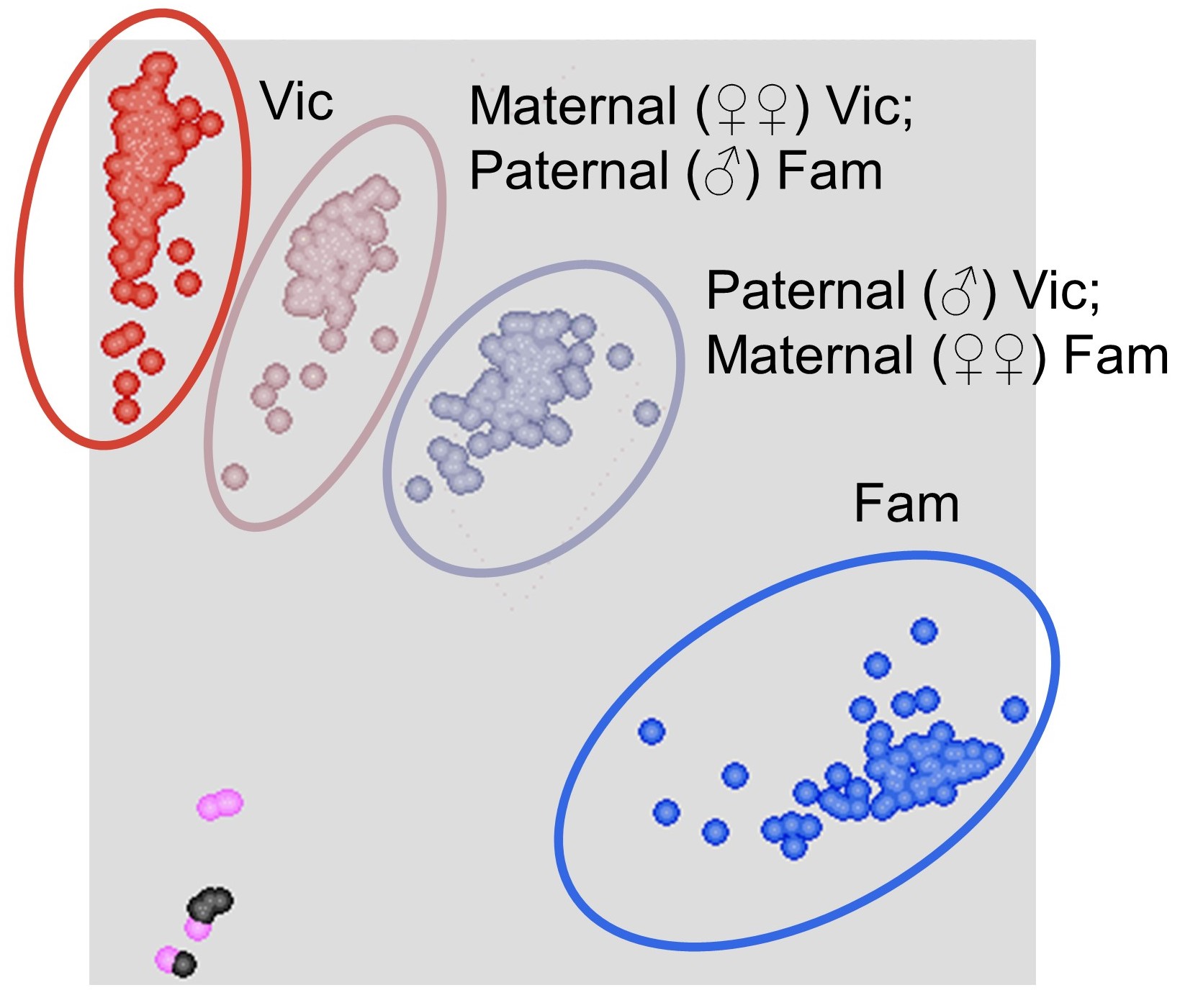 Figure 3: Genotype clusters in KlusterCaller.Plot showing the four clusters produced from the grain genotyping - homozygous Vic (red), heterozygous with maternal donation of Vic allele (pale pink), heterozygous with maternal donation of Fam allele (lilac), and homozygous Fam (blue). Figure 3: Genotype clusters in KlusterCaller.Plot showing the four clusters produced from the grain genotyping - homozygous Vic (red), heterozygous with maternal donation of Vic allele (pale pink), heterozygous with maternal donation of Fam allele (lilac), and homozygous Fam (blue).