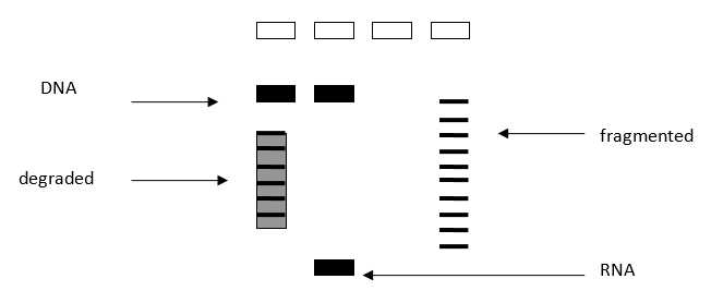 Figure 1: DNA/RNA detection in agarose gel. Figure 1: DNA/RNA detection in agarose gel.