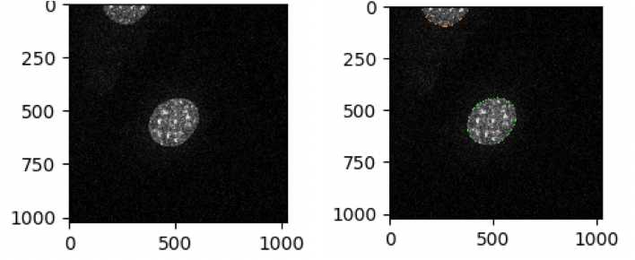 Figure 2: Nuclei in MEF cells labeled using DAPI (left) and the nuclei objects identified by CellProfiler (right). Green outlines represent valid objects. Figure 2: Nuclei in MEF cells labeled using DAPI (left) and the nuclei objects identified by CellProfiler (right). Green outlines represent valid objects.