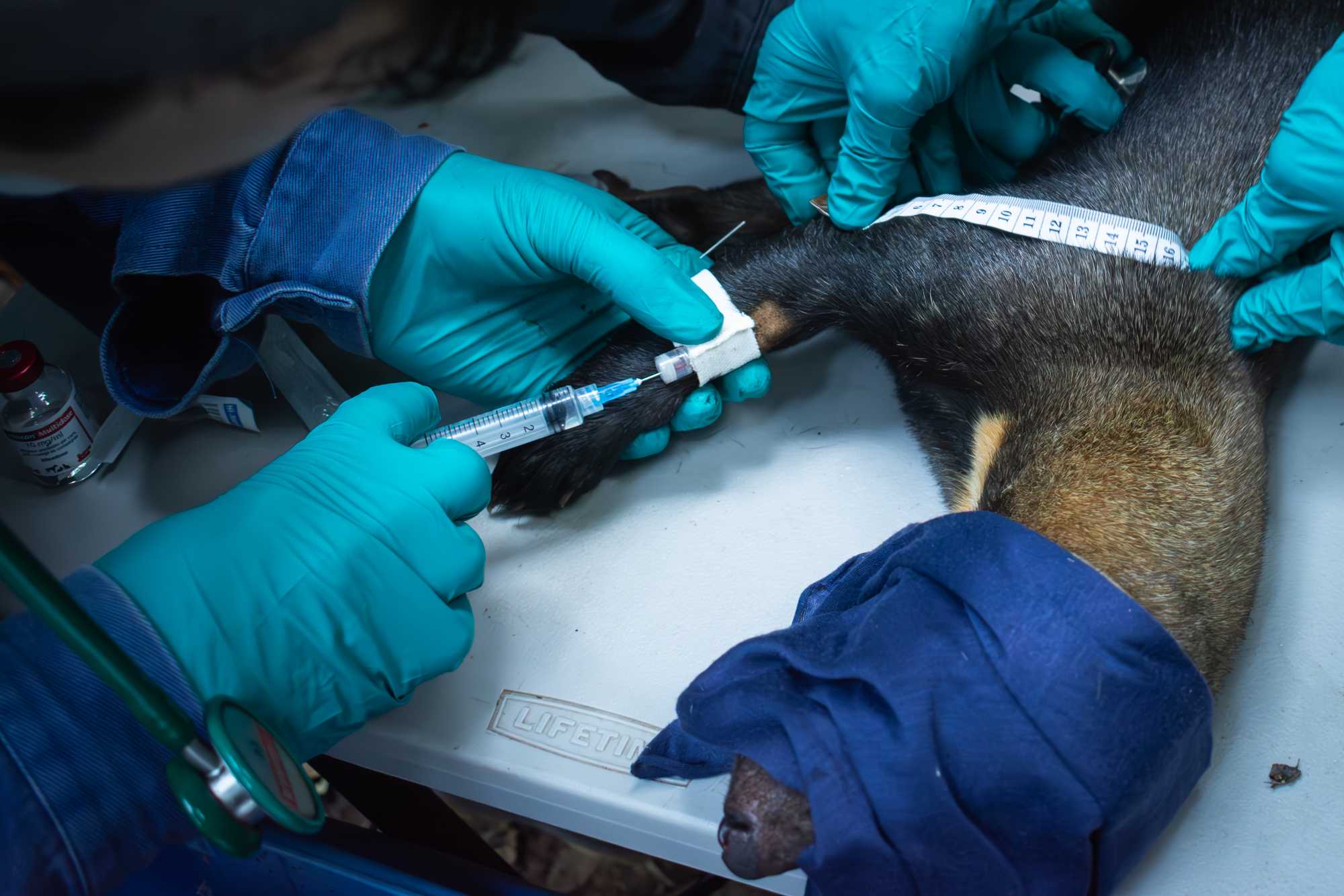 The image shows the use of IV catheter for the use of administering complementary anesthetics during the processing of the animal. Image courtesy of Jorge Luis Mendoza Silva. The image shows the use of IV catheter for the use of administering complementary anesthetics during the processing of the animal. Image courtesy of Jorge Luis Mendoza Silva.