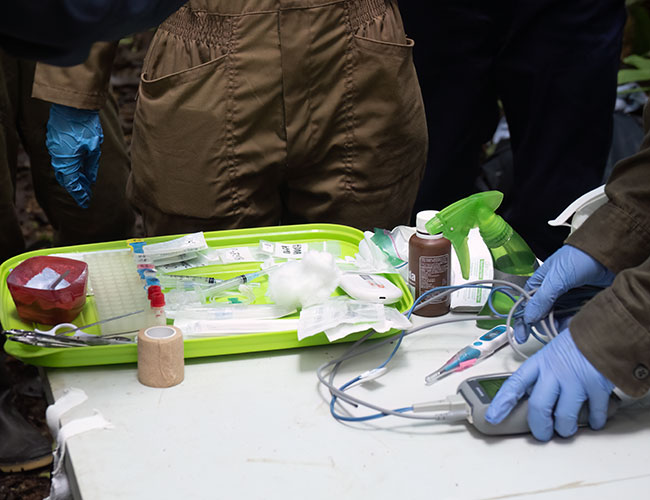 The table is prepared to receive the animal and perform all the sampling and measuring procedures. In the above picture it is possible to see sampling syringes, tubes, and bags prepared on a clean plastic tray. The material needed for placing an IV catheter and for monitoring the anesthesia is also being prepared on the table by one of the team members. Image courtesy of Thomas Parsons. The table is prepared to receive the animal and perform all the sampling and measuring procedures. In the above picture it is possible to see sampling syringes, tubes, and bags prepared on a clean plastic tray. The material needed for placing an IV catheter and for monitoring the anesthesia is also being prepared on the table by one of the team members. Image courtesy of Thomas Parsons.