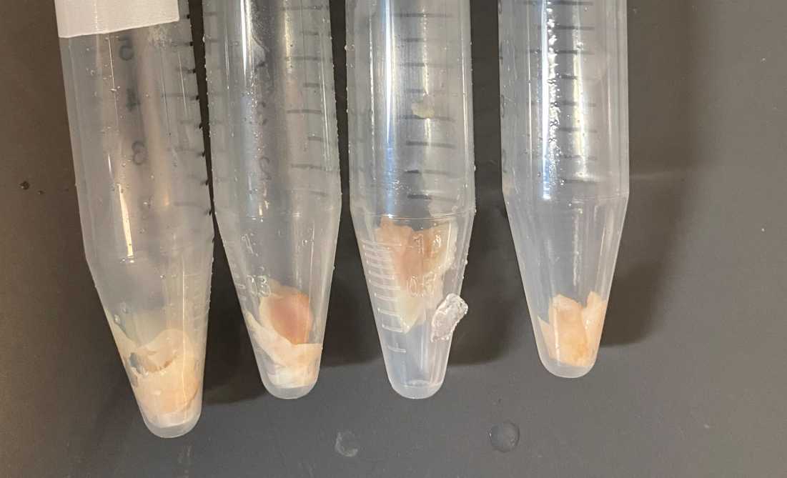 Conicals for decellularization (LU 1-4) corresponding to the 0.5mm slice - 2.0mm slice Conicals for decellularization (LU 1-4) corresponding to the 0.5mm slice - 2.0mm slice