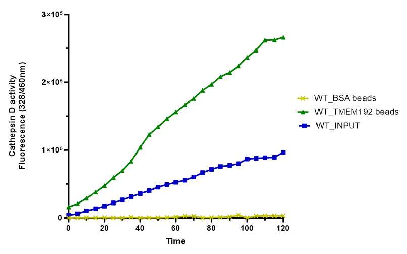 Figure 1: Cathepsin D activity showed that the purified lysosomes are intact and retain their content. After IP, Measure Cathepsin D activity from 2ug of protein obtained from lysosomal fraction and whole cell fraction while the Mock-IP serves as negative control. N=2 Figure 1: Cathepsin D activity showed that the purified lysosomes are intact and retain their content. After IP, Measure Cathepsin D activity from 2ug of protein obtained from lysosomal fraction and whole cell fraction while the Mock-IP serves as negative control. N=2