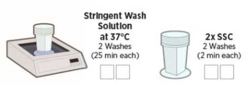 Figure 5: Stringent washesto remove off-target probes Figure 5: Stringent washesto remove off-target probes