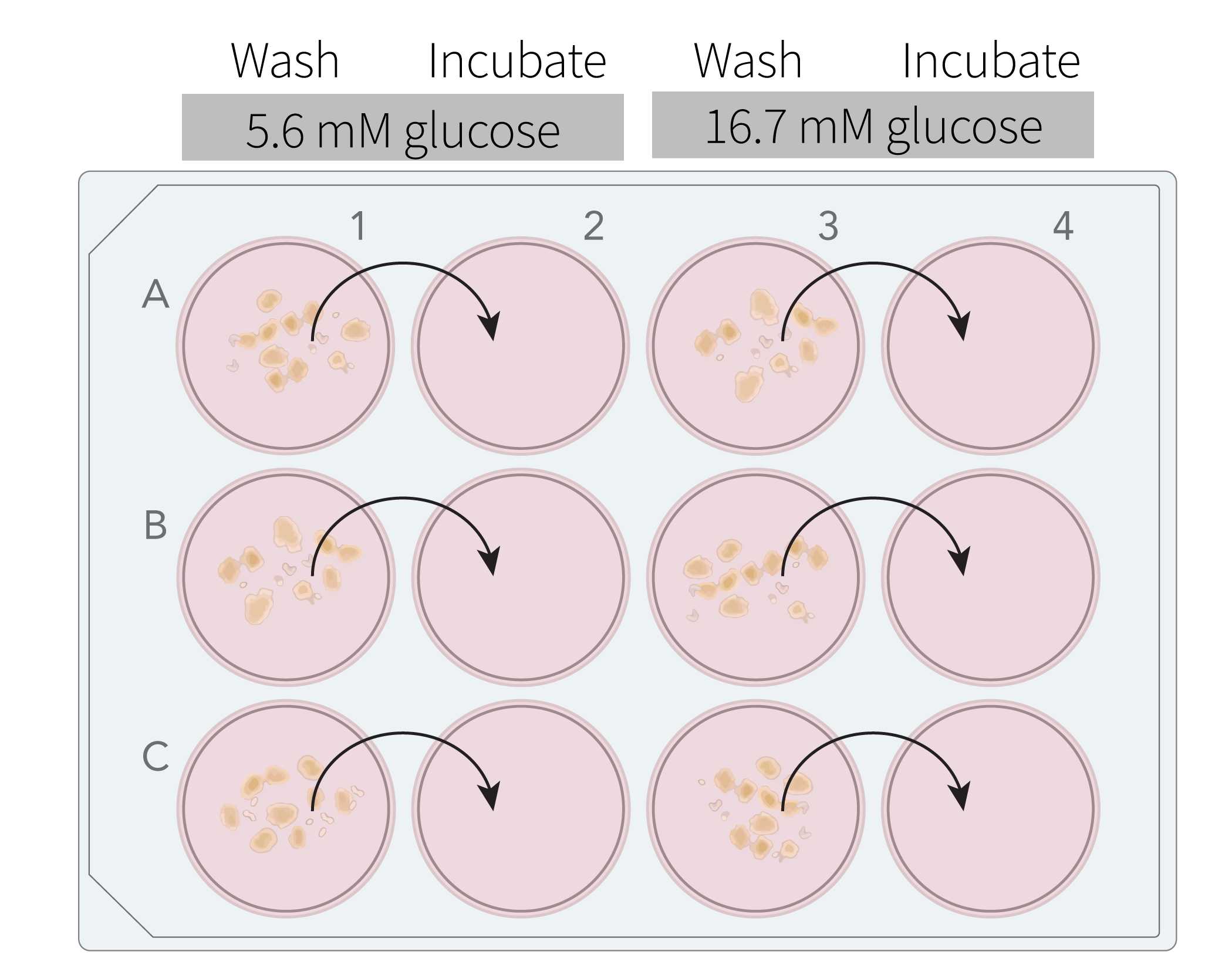 Figure 1: Example schematic of a 12-well incubation plate. Figure 1: Example schematic of a 12-well incubation plate.