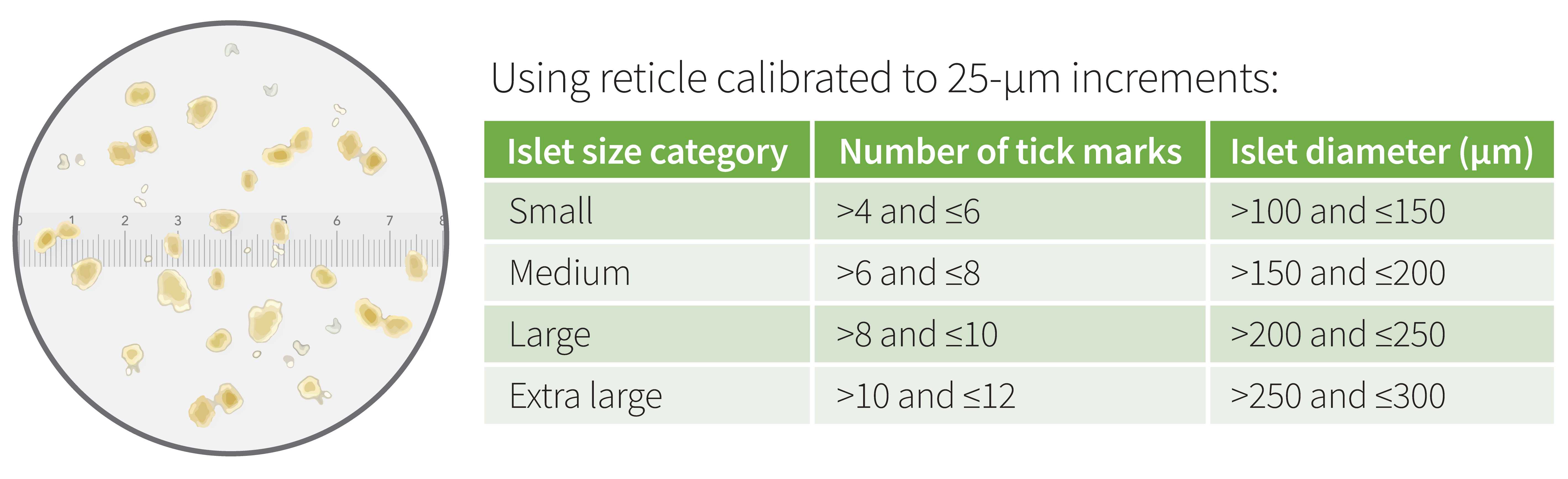 Figure 2: A reticle is used to IEQ islets and aliquot them into 12-well incubation plates. Figure 2: A reticle is used to IEQ islets and aliquot them into 12-well incubation plates.