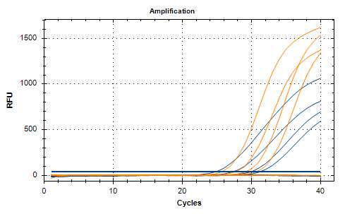 Amplification curves (HKU SARS-CoV-2 N-gene assay - blue, ins214EPE assay - orange) Amplification curves (HKU SARS-CoV-2 N-gene assay - blue, ins214EPE assay - orange)
