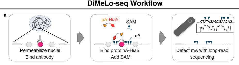 General schematic of the DiMeLo-seq workflow for the mapping of DNA-protein interactions. General schematic of the DiMeLo-seq workflow for the mapping of DNA-protein interactions.