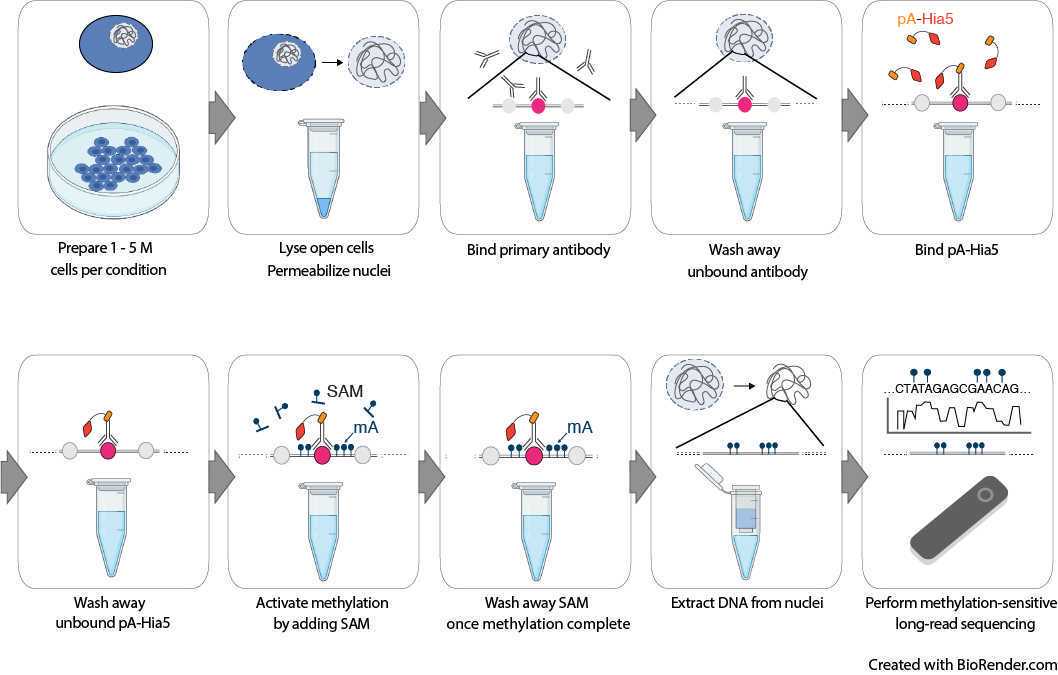 More detailed schematic of the DiMeLo-seq in situ methylation protocol, which involves a series of binding steps and washes followed by DNA extraction and sequencing. More detailed schematic of the DiMeLo-seq in situ methylation protocol, which involves a series of binding steps and washes followed by DNA extraction and sequencing.