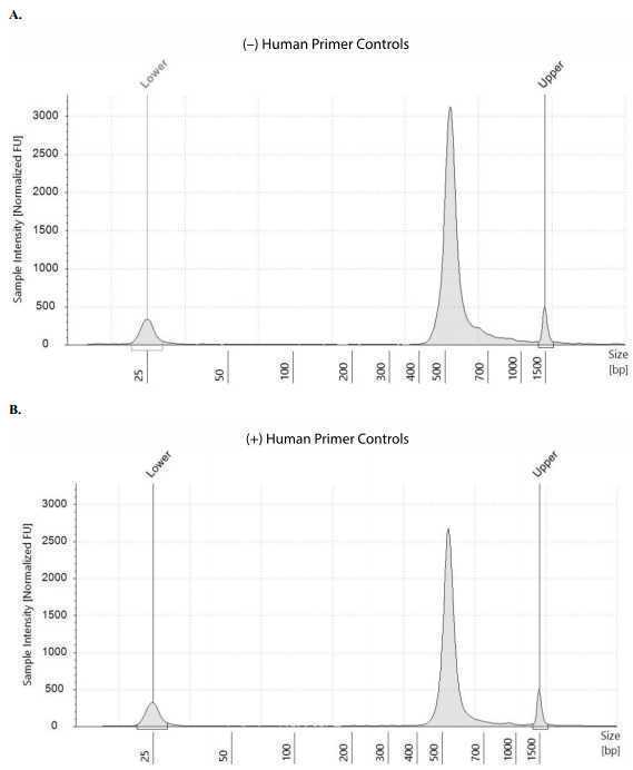 Figure 56: Example of final library size distributions on a TapeStation. ARTIC SARS-CoV-2 librarieswere generated from 1000 viral copies in the absence (A) or presence (B) of the human primer controls. Figure 56: Example of final library size distributions on a TapeStation. ARTIC SARS-CoV-2 librarieswere generated from 1000 viral copies in the absence (A) or presence (B) of the human primer controls.