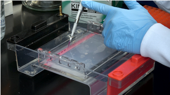 loading a gel loading a gel