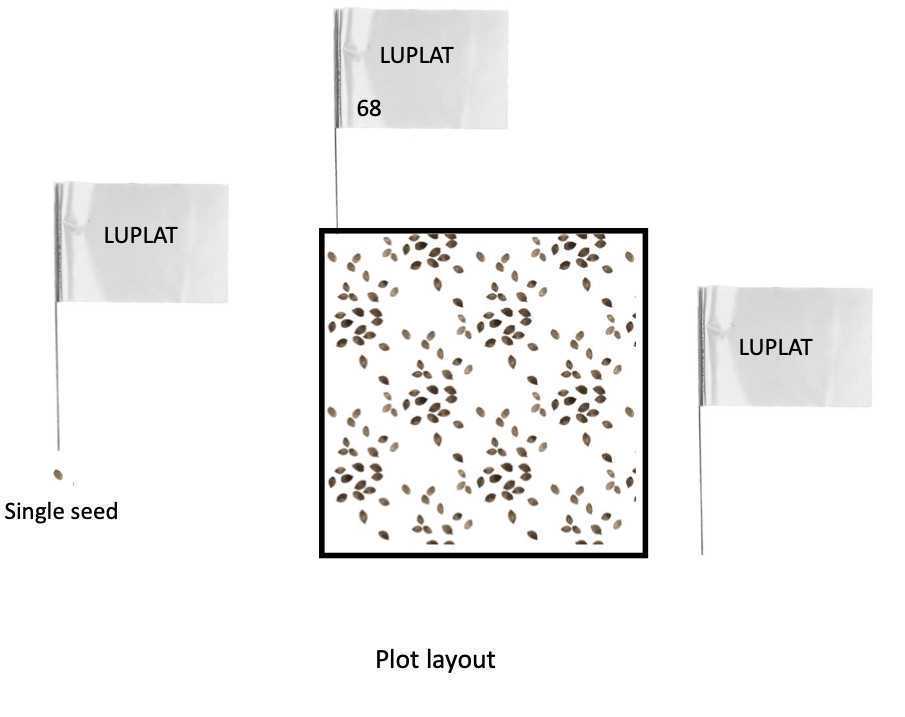 O.5 meter quadrat and single seed O.5 meter quadrat and single seed