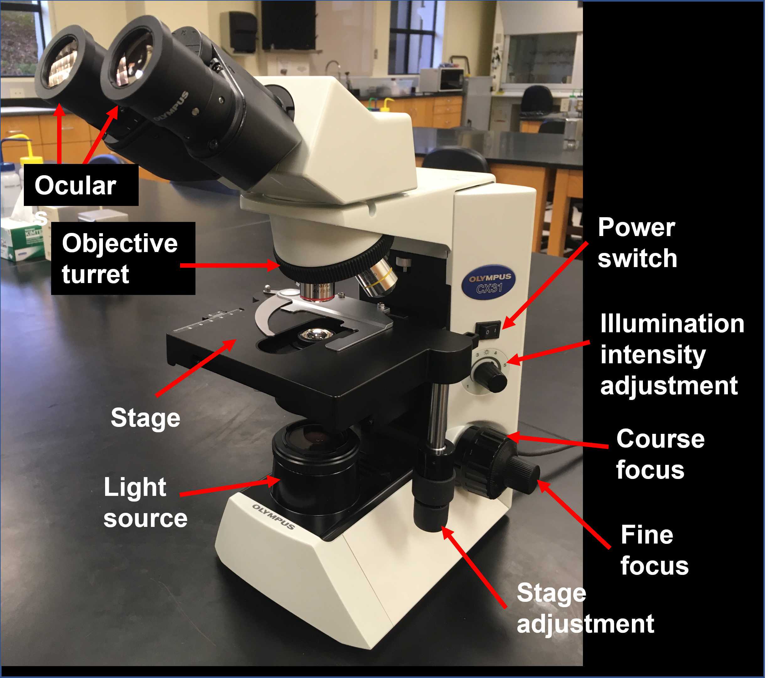 Figure 1. Parts of the compound microscope, just what you need to know for this activity. Figure 1. Parts of the compound microscope, just what you need to know for this activity.